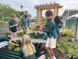 Exploring Plants and Pollinators in Second Grade