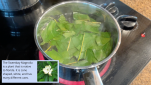 Florida Ethnobotany Video Presentations Florida Ethnobotany Video Presentations
